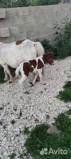 Мини лошадь