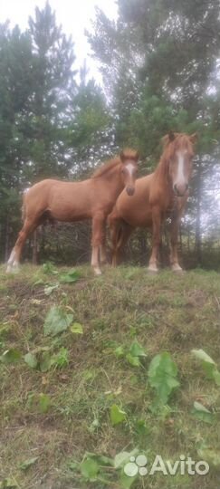 Кобыла и жеребчик