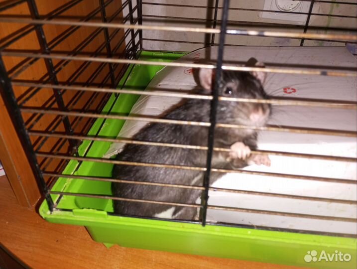 Крысы с клеткой