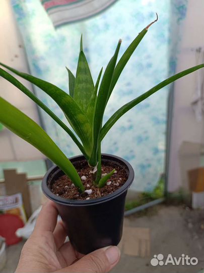 Сансевьерия Францизи и Парва