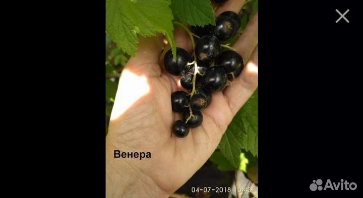 Малина саженцы