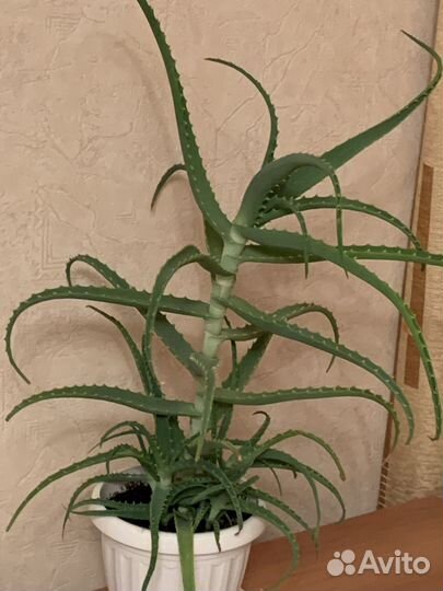 Алоэ от 700-1500