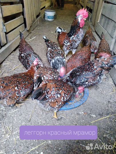 Инкубационное яйцо породных кур