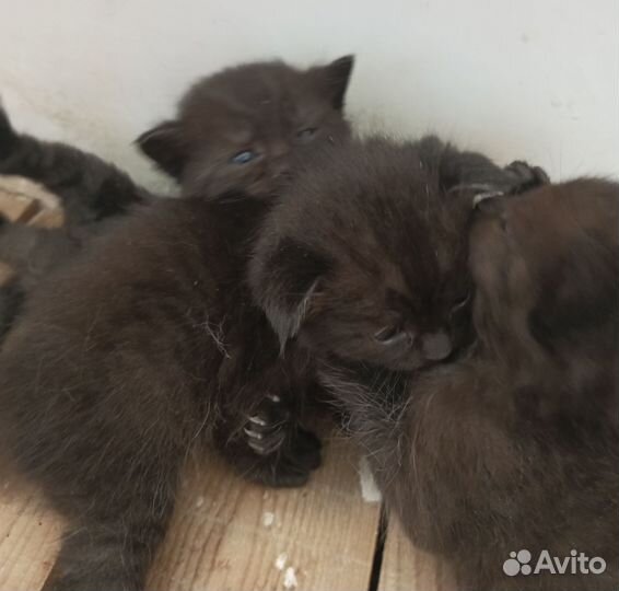 Котята черные британец