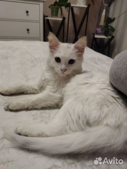 Отдам в добрые руки кошечку