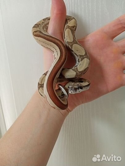 Императорский удав самка