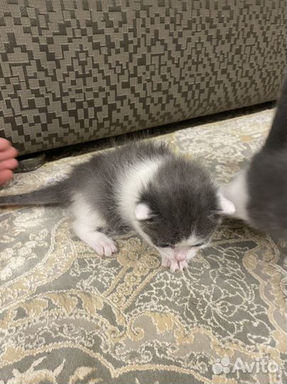 Котенок котёнок кошка
