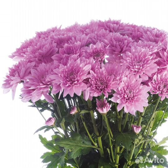 Хризантема Кустовая Оптом MIX