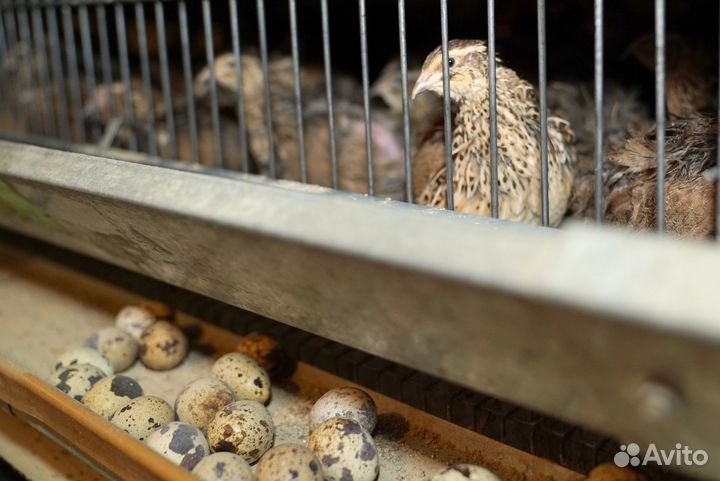 Яйца перепелиные