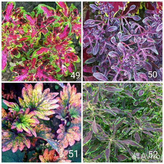 Колеусы 170 сортов Часть 2