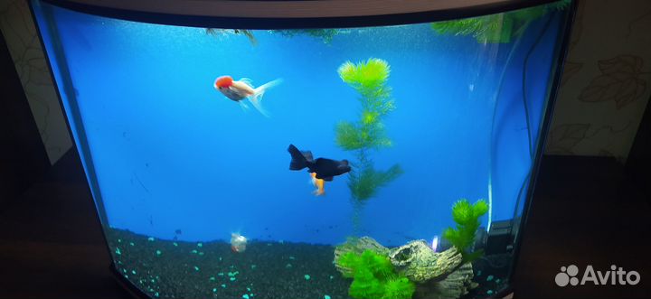 Аквариум панорамный для рыбок б/у 90 литров