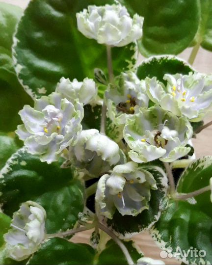 Фиалка-лист на срез