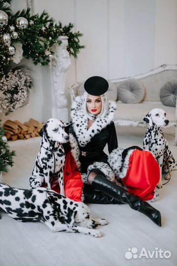 Далматины/далматинец для фотосессий/фотосессия