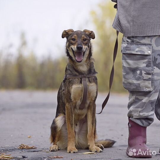 Собаки бесплатно в добрые руки