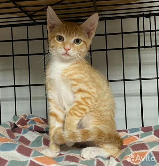 Рыжий котенок много разных в добрые руки