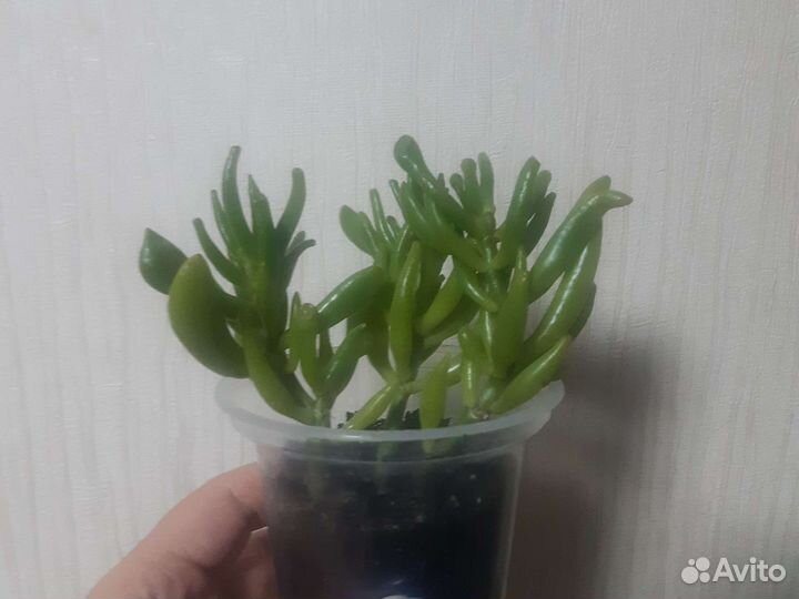 Сансевьерии и кливия, толстянка хоббит