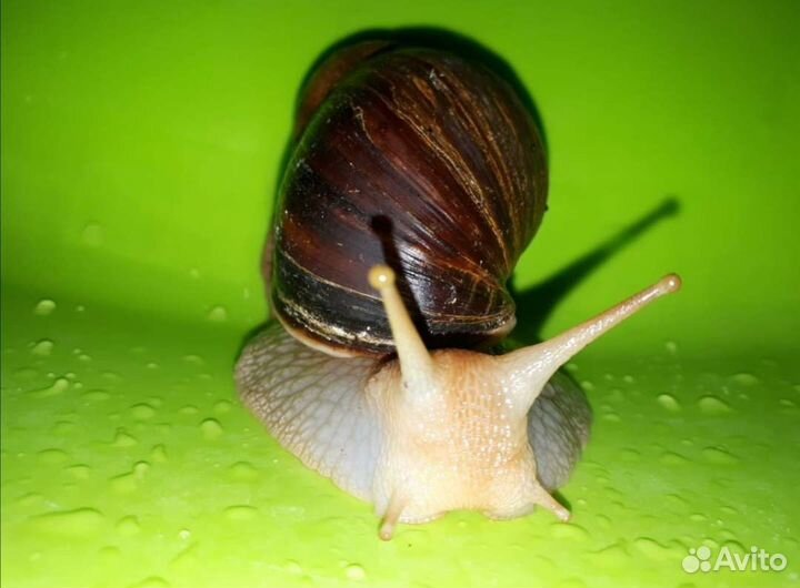 Улитки ахатины