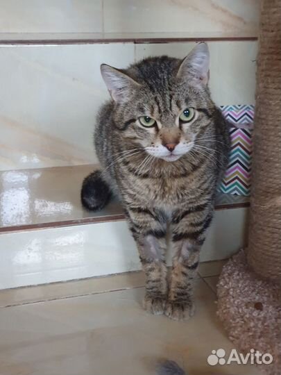 Зеленоглазый полосатый котик