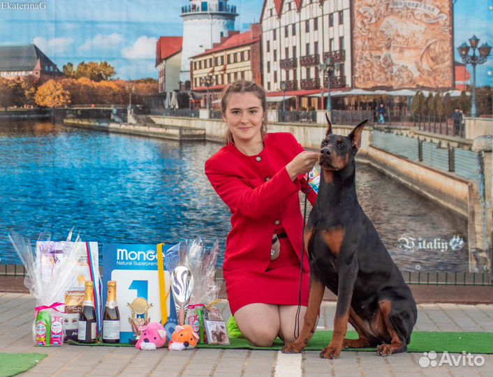Хендлер. Подготовка собак к выставкам