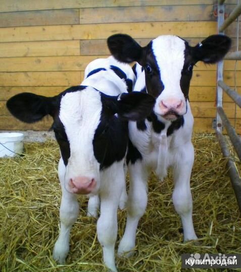 Бычки с доставкой