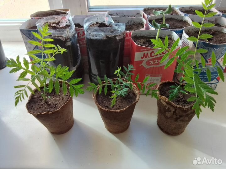 Чекалкин орех