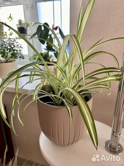 Комнатные домашние растения