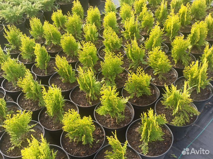 Туя Аурея Нана С3 15-20 см