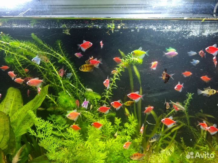 Тернеция гло