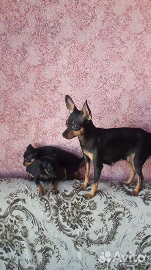 Минитойчики,остались 2дев