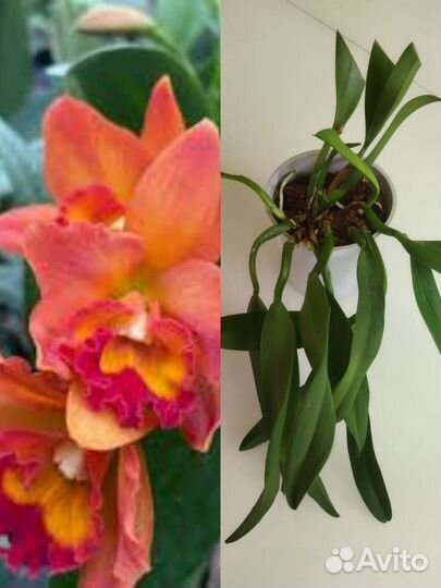Орхидеи каттлеи