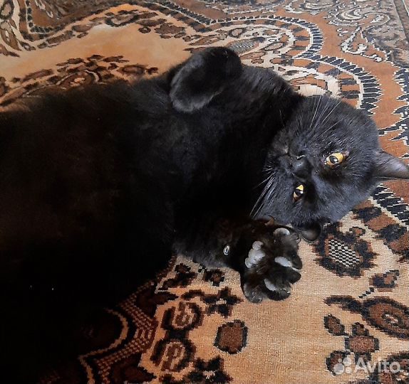 Молодой мальчик ищет дом