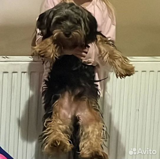 Случка собак