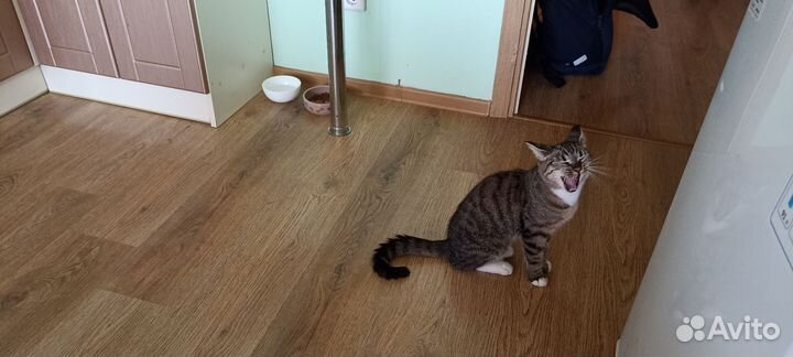 Кошка коська