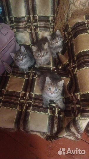 Котенок в дар