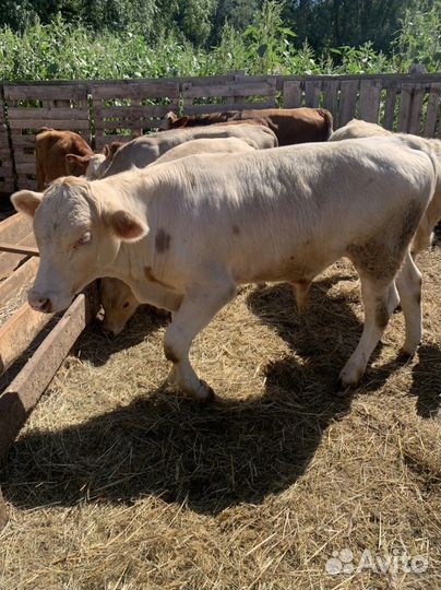 Бычки на откорм