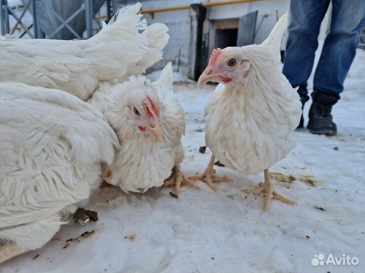 Куры несушки