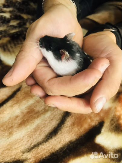 Питомник хомячков кэмпбелла