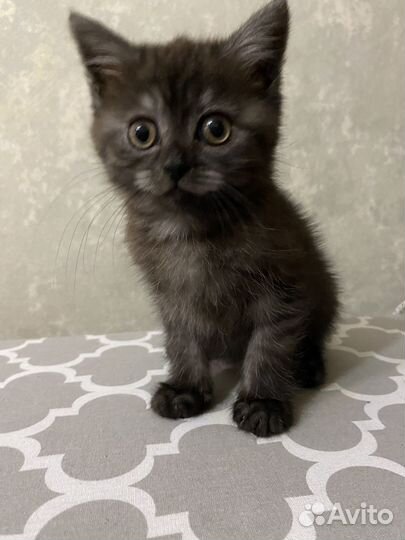 Британская кошечка