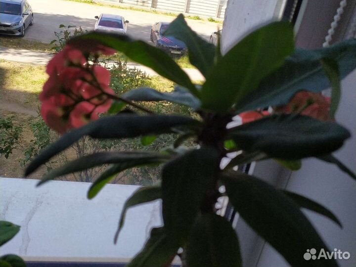 Комнатные цветы