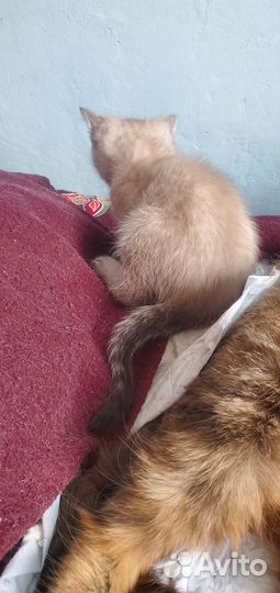 Сиамские котята