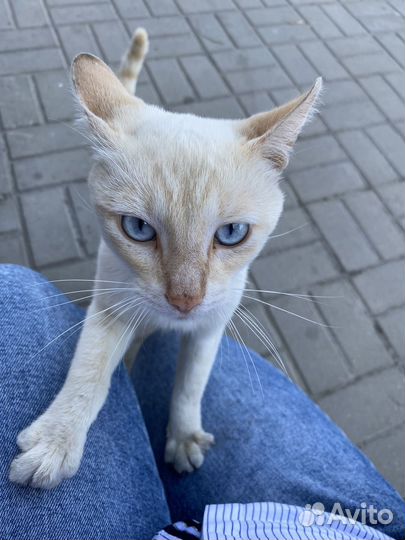 Тайский кот