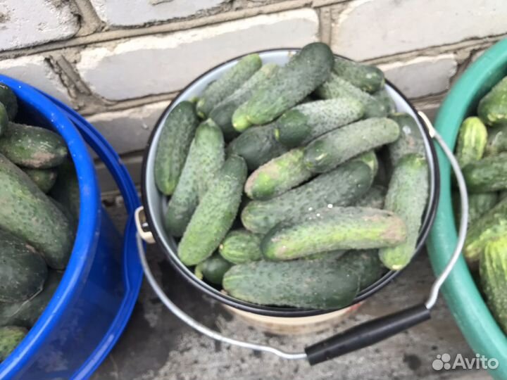 Огурцы свежие