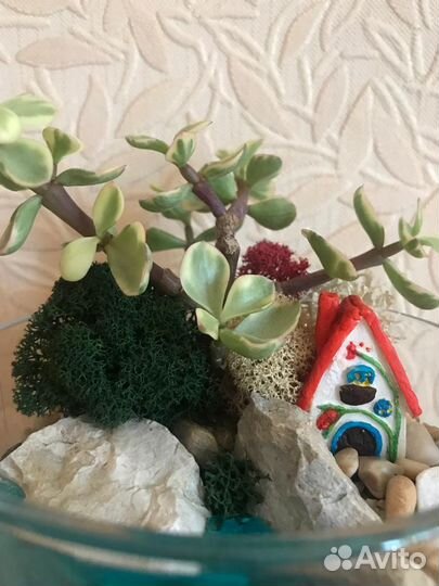 Флорариум, бонсариум, орхидариум (цветы в аквариум