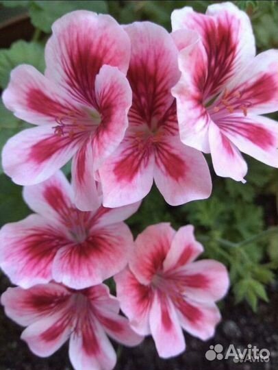 Пеларгония