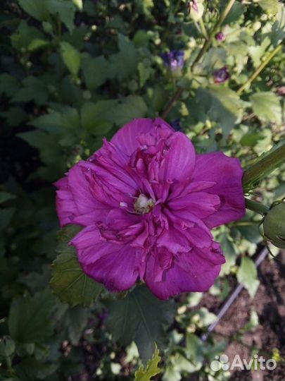 Гибискус махровый