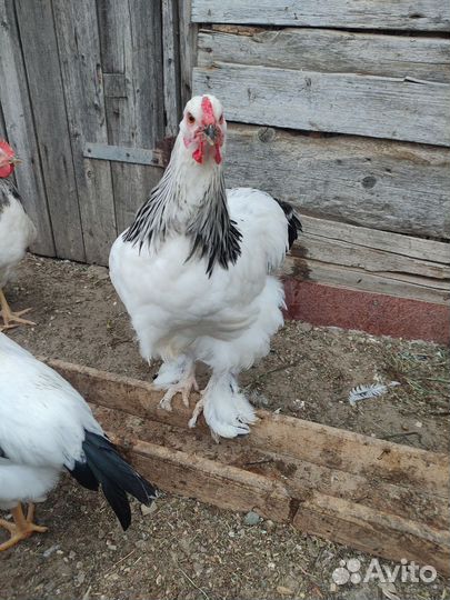 Петухи