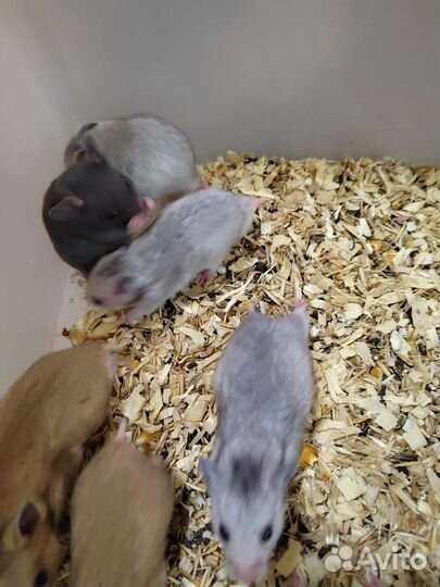 Сирийский хомяк