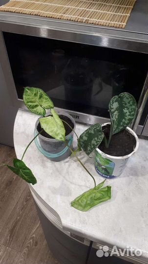 Сингониум, сциндапсус