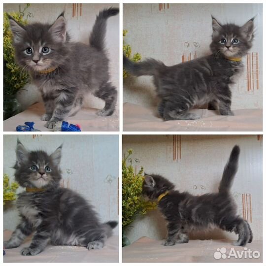 Котята Мейн-кун