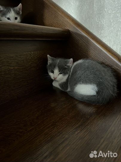 Котята в добрые руки бесплатно